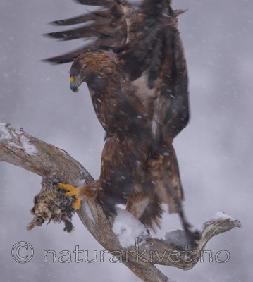BB 08 0002 / Aquila chrysaetos / Kongeørn